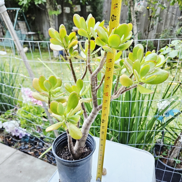 Ruby Jade - Picture 7 of 8